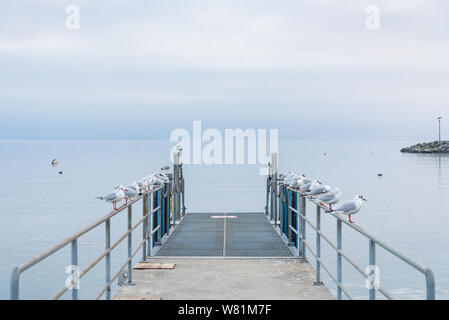 View at pier with beautiful tranquil atmosphere of misty, cloudy sky over lake Geneva without people and group of birds on railing in Lausanne. Stock Photo