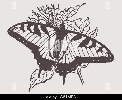 Eastern tiger swallowtail (papilio glaucus) sitting on a plant. Illustration after a historic engraving from the early 20th century Stock Vector