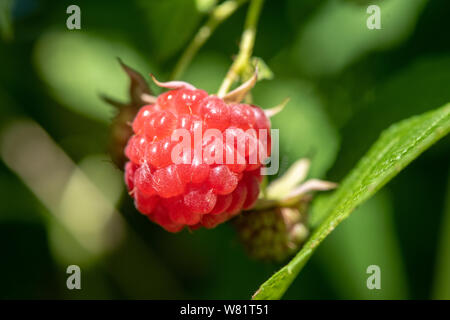 A single raspberry growing on a plant getting ripe for picking and eating Stock Photo