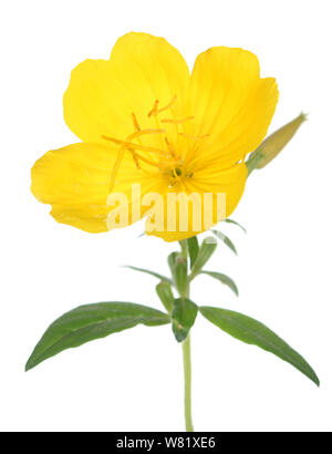 yellow evening primrose isolated on white Stock Photo