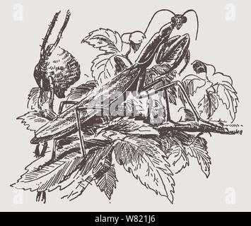 Chinese mantis (tenodera sinensis) sitting on a branch in front of its ootheca. Illustration after a historic engraving from the early 20th century Stock Vector
