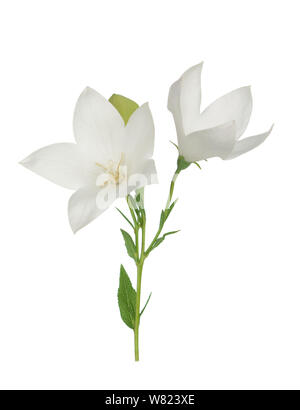 White Platcodon flowers isolated on white Stock Photo
