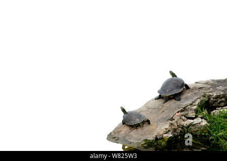 Two turtles resting on a rock. The background is white. Stock Photo