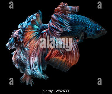 Betta Fish fancy halfmoon movement on isolate background with clipping path Stock Photo