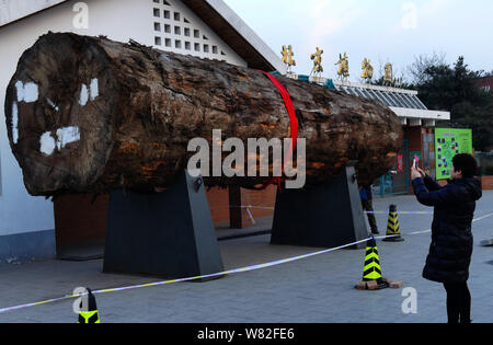 A visitor takes photos of a piece of a giant phoebe nanmu tree at Beijing Botanical Garden, Institute of Botany, Chinese Academy of Sciences in Beijin Stock Photo