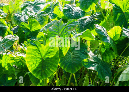 Elephant ear plants background. Colocasia. Taro plant. Stock Photo