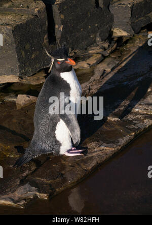 Rockhopper penguins on sea lion island, Falkland Islands, south atlantic Stock Photo