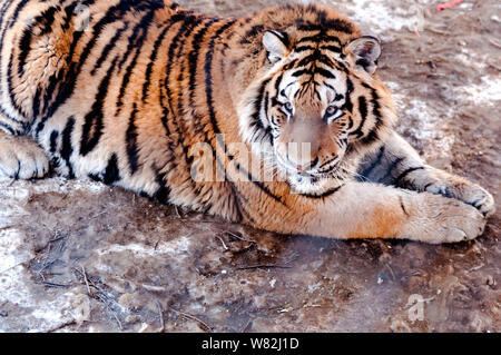 --FILE--An obese Siberian tiger enjoys the sun at the Siberian Tiger ...