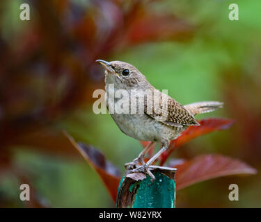 A house wren, Troglodytes aedon, sitting on a fence post in the garden in Speculator, NY USA