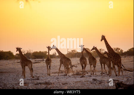 Giraffes Congregation At Sunset, Okaukuejo Waterhole, Etosha Park 