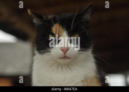 Cat. Domestic animal. Pet and mascot Stock Photo