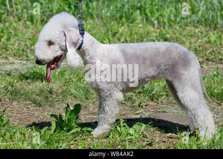 Cute bedlington terrier puppy is standing on a green meadow. Pet animals. Purebred dog. Stock Photo