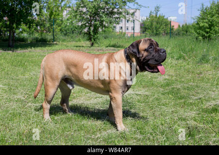 Cute bullmastiff puppies shops