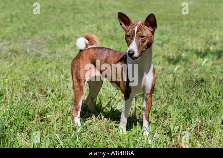 Cute brindle basenji puppy is standing on a green grass. Pet animals. Purebred dog. Stock Photo