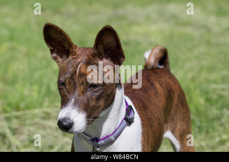 Cute brindle basenji puppy is standing on a green meadow. Pet animals. Purebred dog. Stock Photo