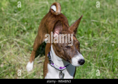 Cute basenji puppy with white markings is standing on a green grass. Pet animals. Purebred dog. Stock Photo