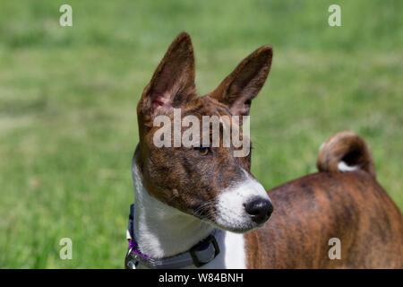 Cute brindle basenji puppy is standing on a green grass. Close up. Pet animals. Purebred dog. Stock Photo