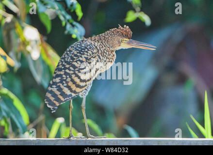 Rufescent tiger heron (Tigrisoma lineatum) on Lake Tres Chimbadas, Tambopata River, Peruvian Amazon Stock Photo