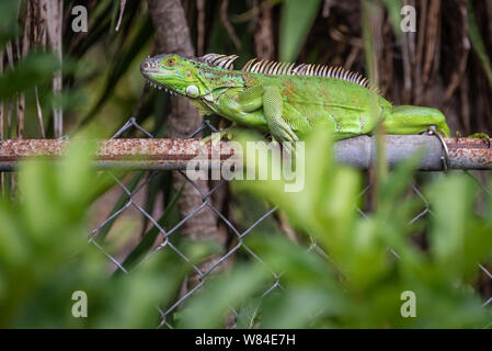 Green iguana on a fence in a West Palm Beach, Florida residential neighborhood. (USA)