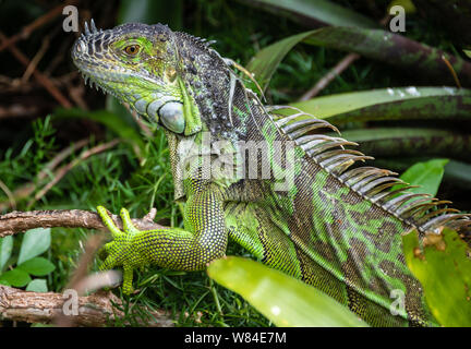 Close-up of a wild green iguana in a West Palm Beach, Florida residential neighborhood. (USA)