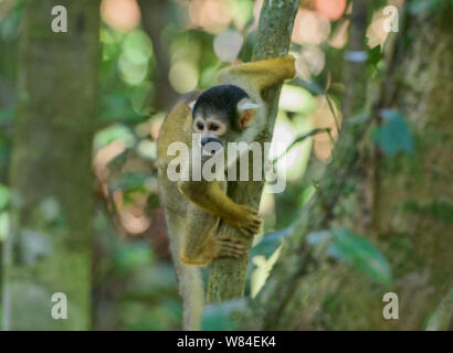 Squirrel monkey in the jungle in the Tambopata Reserve, Peruvian Amazon Stock Photo