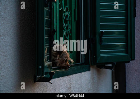 Dog with sad eyes looking out from window Stock Photo