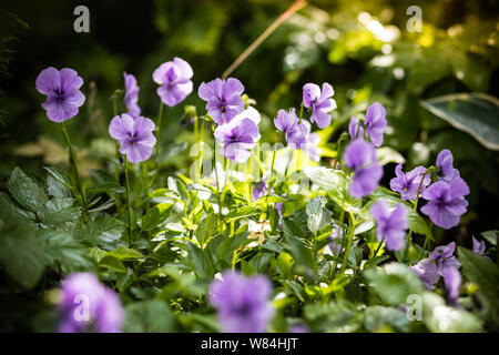 Garden pansy with purple and white petals. Hybrid pansy or Viola tricolor pansy in flowerbed. Field Pansy, small flowering plant use as meadow Stock Photo