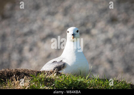 Northern fulmar resting on grassy rooftop of a cleit, Hirta, St Kilda Stock Photo
