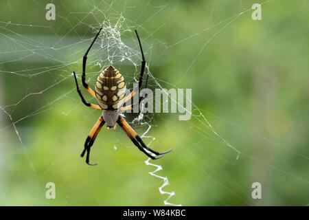 Golden Silk Orb-Weaver Spider in its web, central Texas, USA Stock Photo