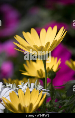 Delicate yellow chamomile flowers in the garden on a blurry dark background in a sunny day. South African  Yellow osteosperm flower South African Stock Photo