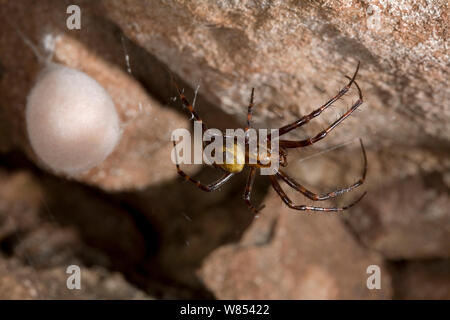 Cave Spider (Meta menardi) female with egg-sac. UK, August. Stock Photo