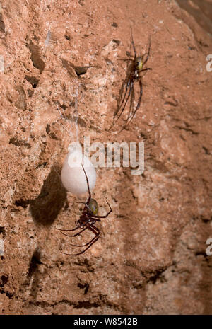 Cave Spider (Meta menardi) female with egg-sac, male above. UK, August. Stock Photo