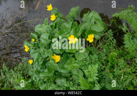 Kingcup / Marsh marigold (Caltha palustris) flowering beside water, UK, April Stock Photo