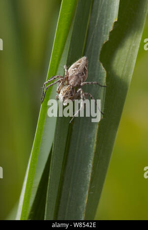 Lynx spider (Oxyopes heterophthalmus) female on blade of grass, UK, March Stock Photo