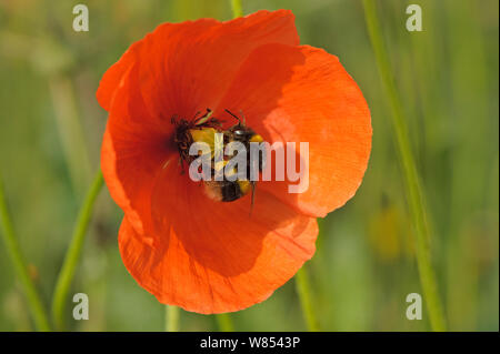 Buff-tailed bumble bee (Bombus terrestris) on Field poppy (Papaver rhoeas) showing fully laden pollen baskets, RSPB Hope Farm, Cambridgeshire, UK, May Stock Photo