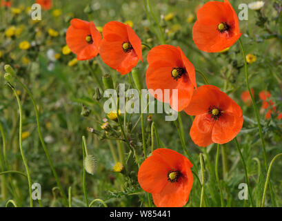 Poppy Rummery Rspb Herb rich conservation margin with Field poppies (Papaver rhoeas) RSPB ...