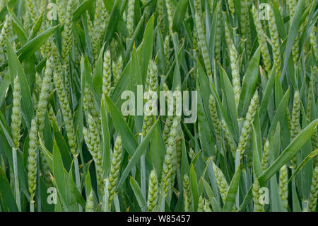 Winter Wheat crop (Triticum aestivum) grown at RSPB's Hope Farm, Cambridgeshire, UK, May 2011. Stock Photo