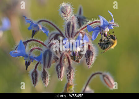 Worker honey bee (Apis mellifera) feeding on nectar of Borage (Borago officinalis) flower in conservation margin at RSPB's Hope Farm, Cambridgeshire, UK. May. Did you know? Honeybees can communicate the location of flowers to other bees by using a 'waggle dance' Stock Photo