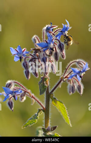 Worker honey bee (Apis mellifera) feeding on nectar of Borage (Borago officinalis) flower in conservation margin at RSPB's Hope Farm, Cambridgeshire, UK. May Stock Photo