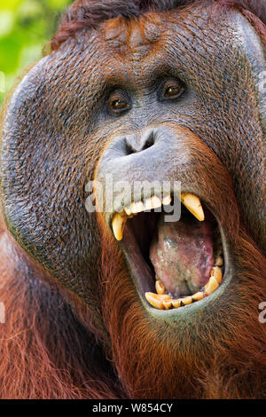 Bornean Orangutan (Pongo pygmaeus wurmbii) mature male 'Tom' yawning. Camp Leakey, Tanjung Puting National Park, Central Kalimantan, Borneo, Indonesia. June 2010. Rehabilitated and released (or descended from) between 1971 and 1995. Stock Photo