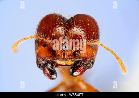 Fire Ant (Solenopsis geminata) head of a major worker with mandibles used for opening seeds.  Specimen photographed using digital focus stacking Stock Photo