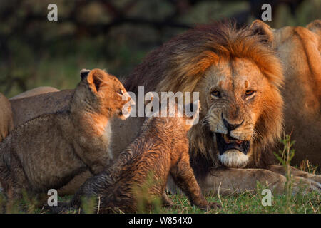 Lion (Panthera leo) male snarling at inquisitve cubs aged 2-3 months, Masai Mara National Reserve, Kenya, September