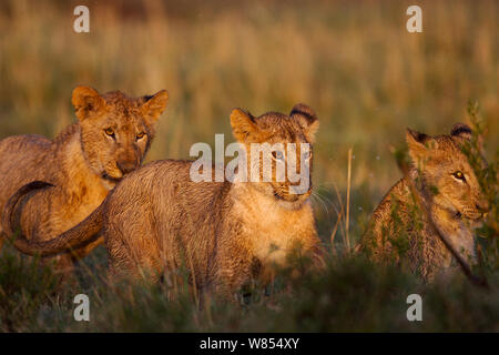 Lion (Panthera leo) cubs aged about 24 months playing in water logged grassland, Masai Mara National Reserve, Kenya, September Stock Photo