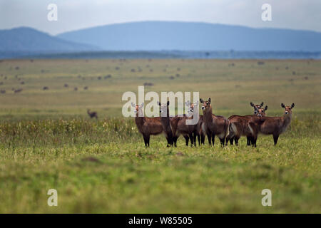 Defassa waterbuck (Kobus ellipsiprymnus defassa) female herd standing alert, Masai Mara National Reserve, Kenya, September Stock Photo