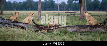 African lion (Panthera leo) cubs of varying ages playing on a fallen tree, Masai Mara National Reserve, Kenya, September Stock Photo