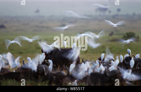 African Buffalo herd (Syncerus caffer) surrounded by a flock of Cattle egrets (Bubulcus ibis) Masai Mara National Reserve, Kenya, September Stock Photo