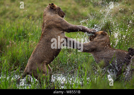 African lions (Panthera leo) two young lions play fighting in water, Masai Mara National Reserve, Kenya, September Stock Photo