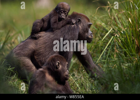 Western lowland gorilla (Gorilla gorilla gorilla) female 'Mopambi' carrying her infant 'Sopo' aged 18 months on her back walking through Bai Hokou, Dzanga Sangha Special Dense Forest Reserve, Central African Republic. December 2011. Stock Photo