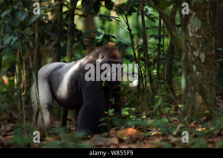 Western lowland gorilla (Gorilla gorilla gorilla) dominant male silverback 'Makumba' aged 32 years walking through the forest, Bai Hokou, Dzanga Sangha Special Dense Forest Reserve, Central African Republic. December 2011. Stock Photo