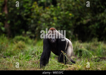 Western lowland gorilla (Gorilla gorilla gorilla) dominant male silverback 'Makumba' aged 32 years walking through Bai Hokou, Dzanga Sangha Special Dense Forest Reserve, Central African Republic. December 2011. Stock Photo